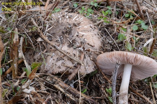 Pluteus ephebeus - 