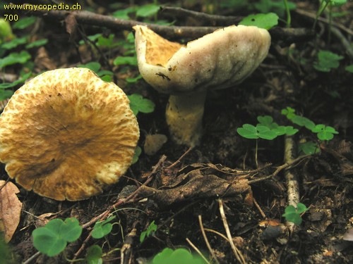 Gyroporus cyanescens - 