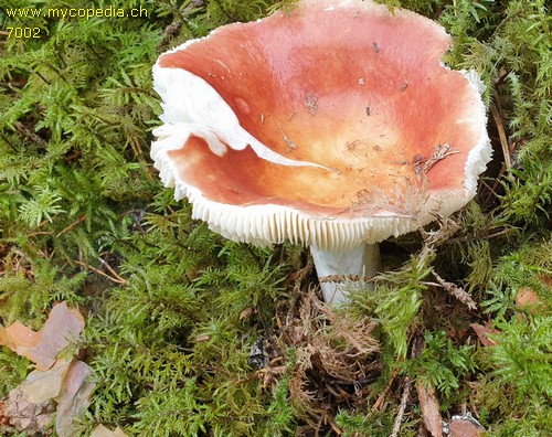 Russula emetica var. silvestris - 