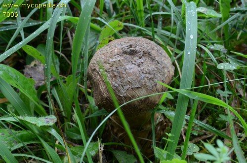 Lycoperdon excipuliforme - 