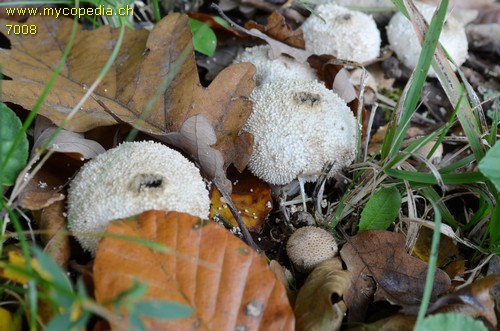 Lycoperdon perlatum - 