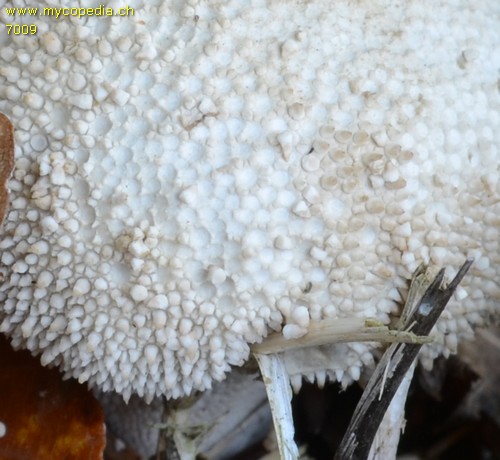 Lycoperdon perlatum - 