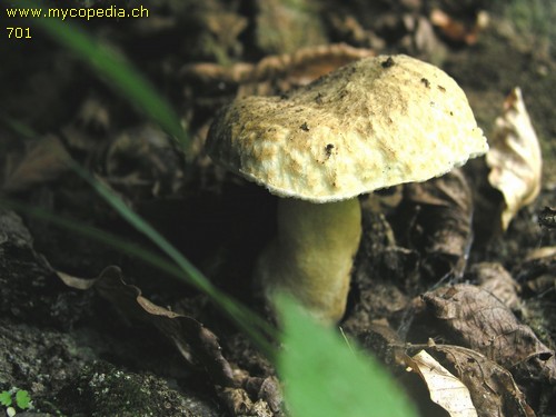 Gyroporus cyanescens - 