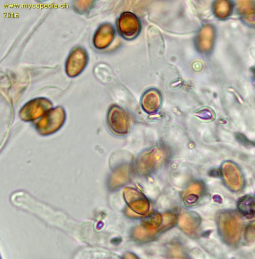 Pholiotina arrhenii - 