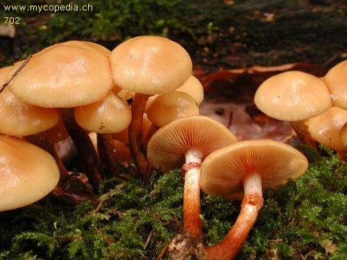 Kuehneromyces mutabilis - 