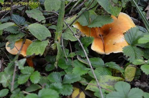 Hygrophoropsis aurantiaca - 