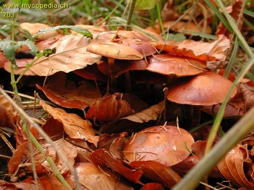 Kuehneromyces mutabilis - 