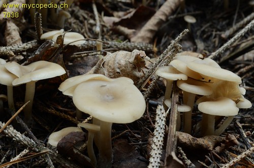 Clitocybe fragrans - 