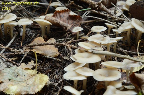 Clitocybe fragrans - 