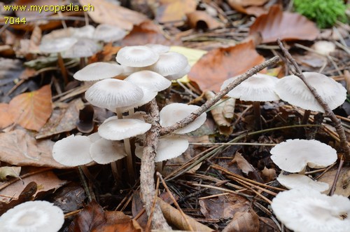 Marasmius wynneae - 