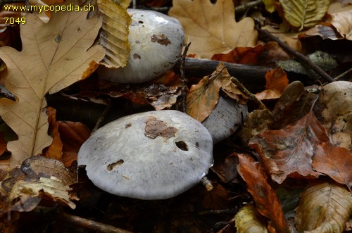 Cortinarius caerulescens - 