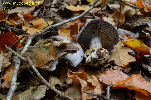 Cortinarius caerulescens - 