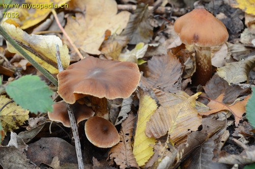 Cortinarius conicus - 