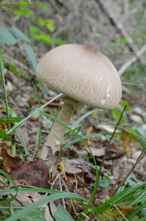 Macrolepiota mastoidea - 