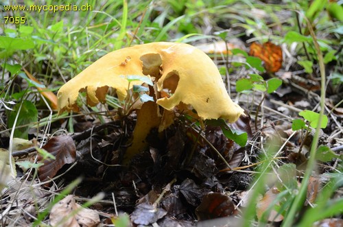 Phaeolepiota aurea - 