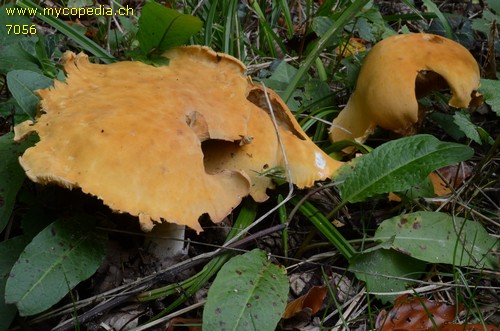 Phaeolepiota aurea - 