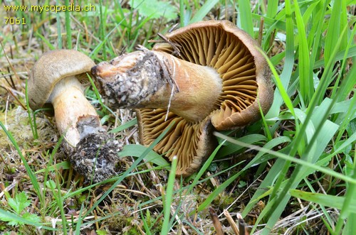 Cortinarius cotoneus - 