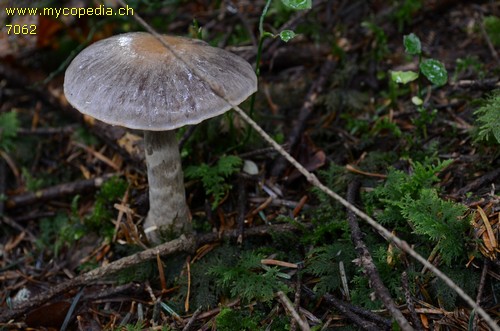 Cortinarius azureus - 