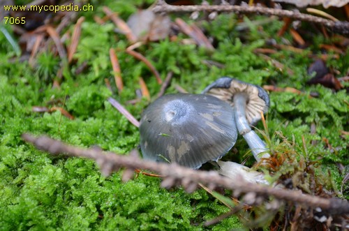 Entocybe nitida - 