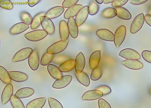Pyrrhulomyces astragalinus - 