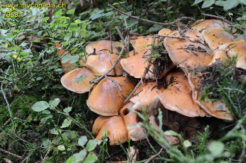 Pyrrhulomyces astragalinus - 