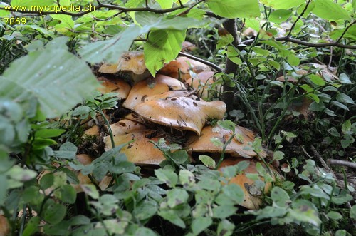 Pyrrhulomyces astragalinus - 