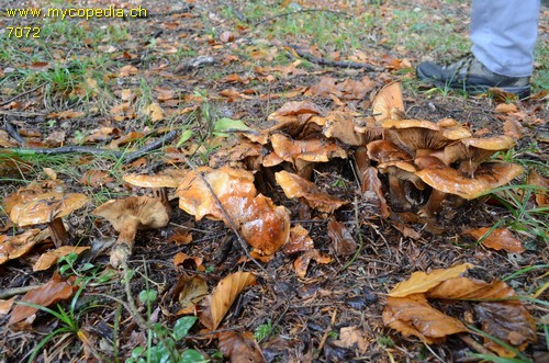 Cortinarius allutus - 