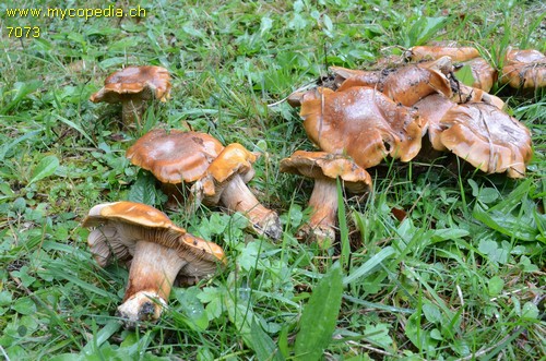 Cortinarius allutus - 