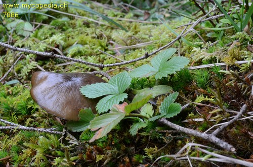 Lyophyllum deliberatum - 