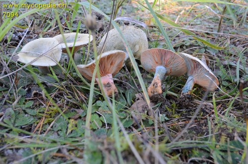 Lactarius semisanguifluus - 