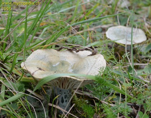 Lactarius semisanguifluus - 