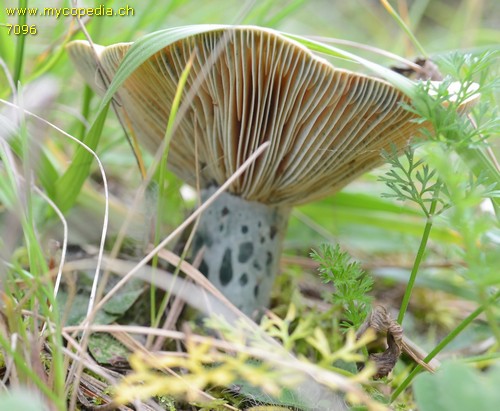 Lactarius semisanguifluus - 