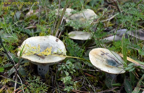 Lactarius semisanguifluus - 