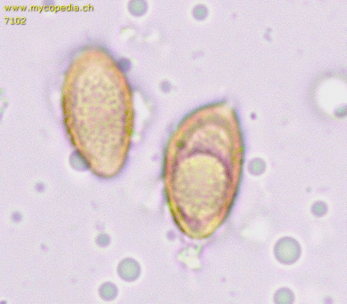 Hebeloma clavulipes - 