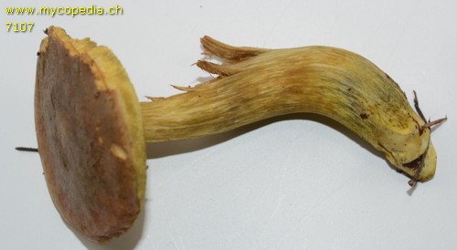 Xerocomus subtomentosus - 