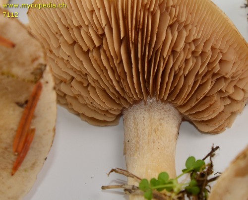 Hebeloma velutipes - 