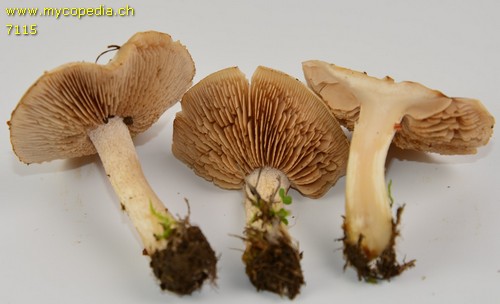 Hebeloma velutipes - 