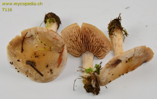 Hebeloma velutipes - 