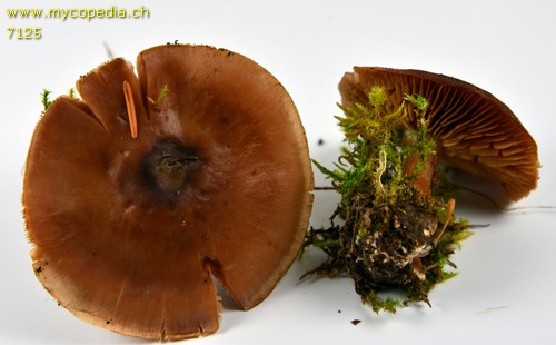 Cortinarius triformis - 