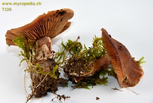 Cortinarius triformis - 