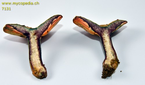 Lactarius semisanguifluus - 