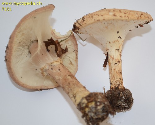 Lepiota aspera - 