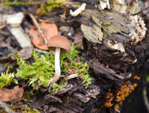 Psathyrella obtusata - 