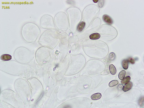 Psathyrella obtusata - Cheilozystiden - 