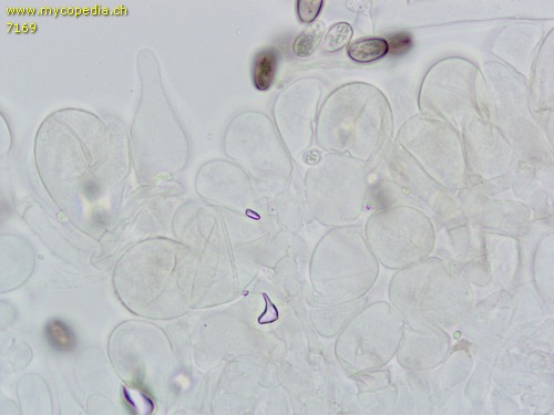 Psathyrella obtusata - Cheilozystiden - Wasser  - 