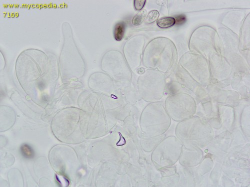 Psathyrella obtusata - Cheilozystiden - Wasser  - 