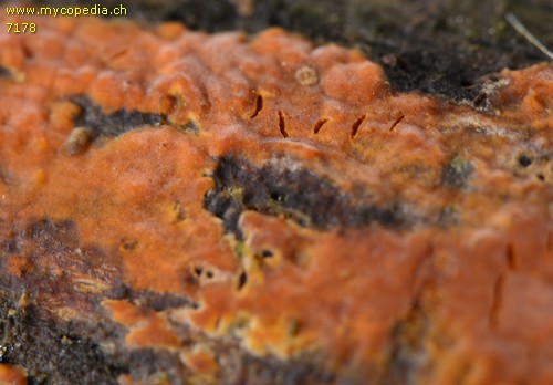 Peniophora incarnata - 