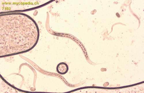 Nematoden - 