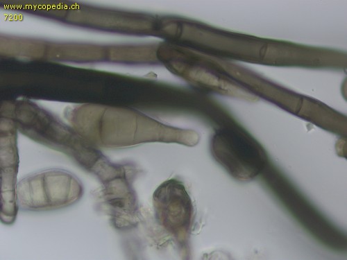 Helminthosporium quercinum - Sporen - 