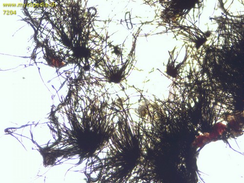 Helminthosporium quercinum - Haare - 